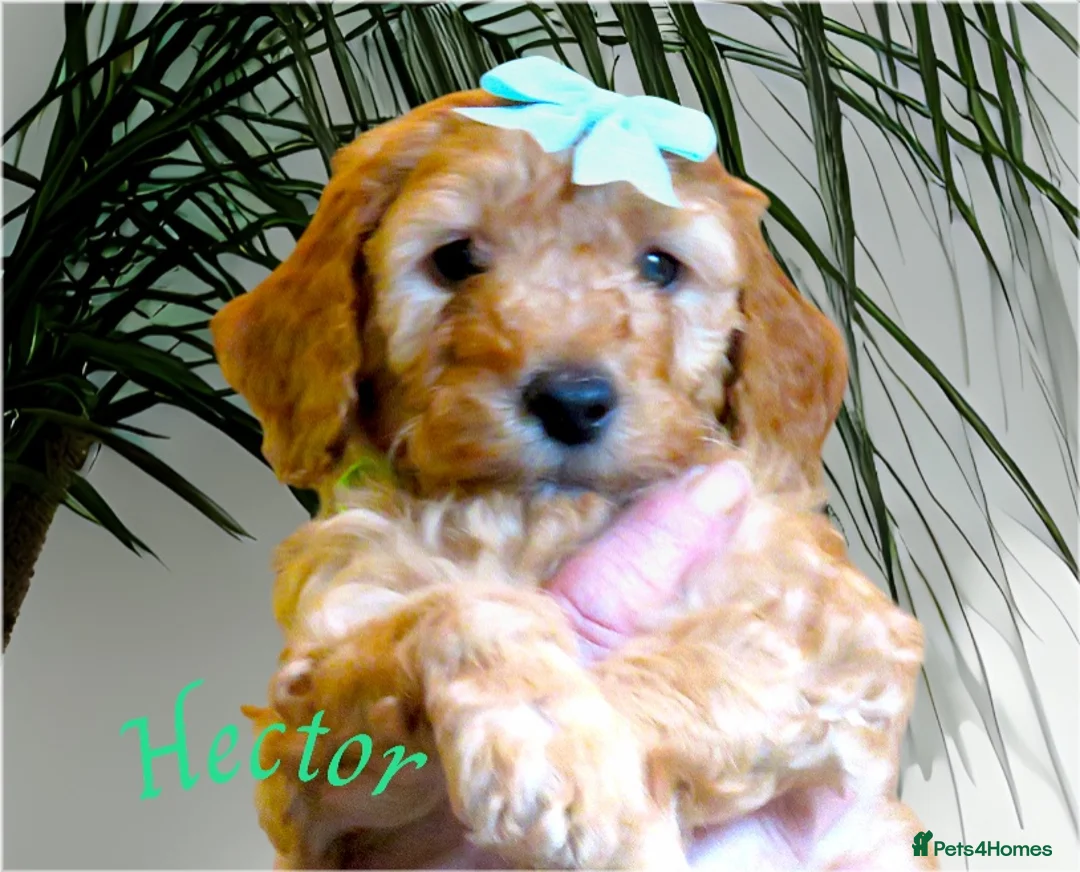 Cockapoo dogs for sale: Beautiful DNA Health tested Cockapoos - Advert 34