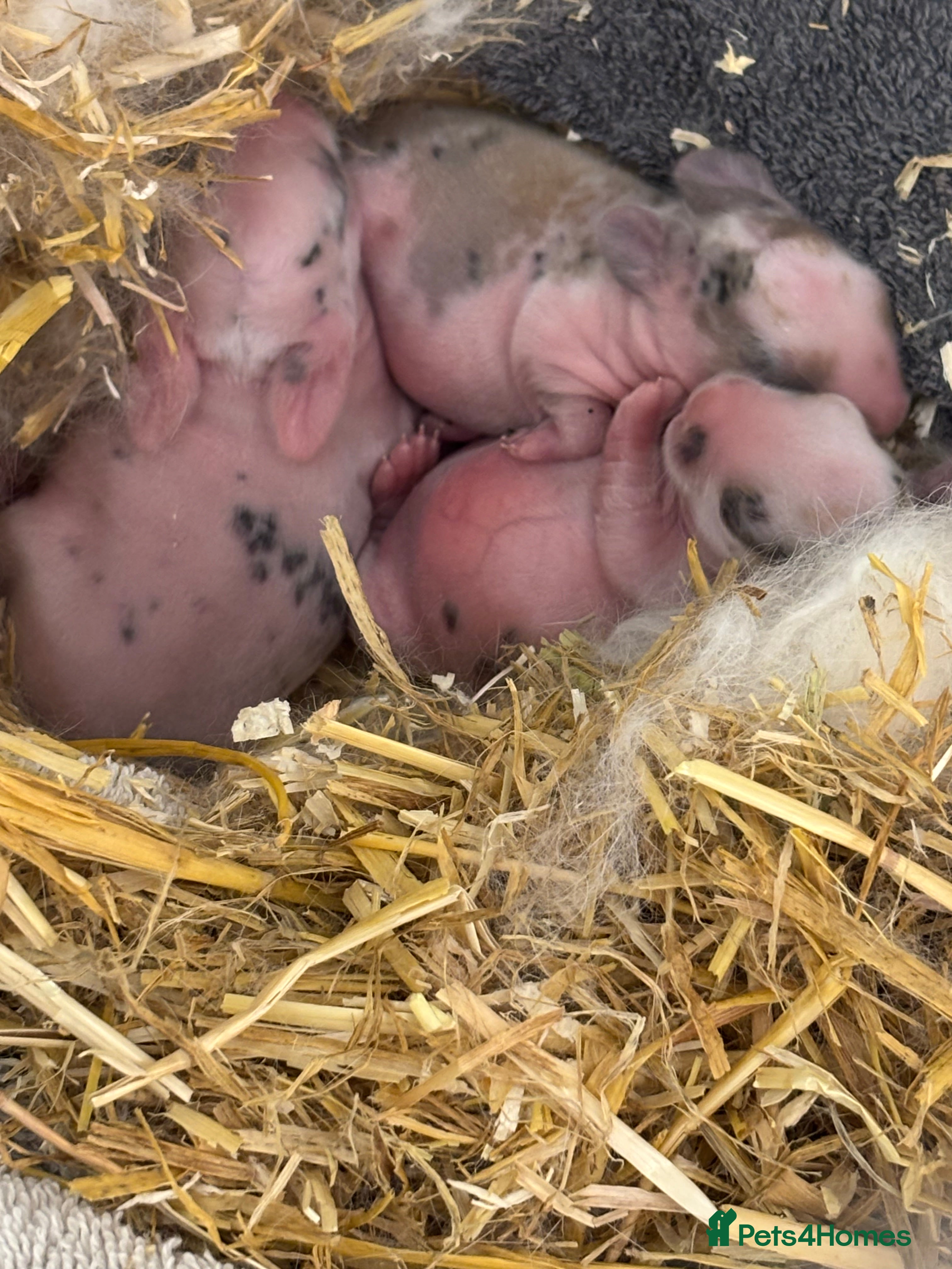 Mini Lop rabbits 3 mini lops for sale  - Advert 1