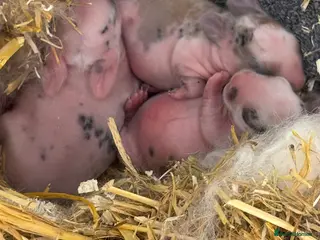 Mini Lop rabbits mini lops for sale - Advert 18