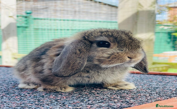 Mini Lop rabbits - Advert 11