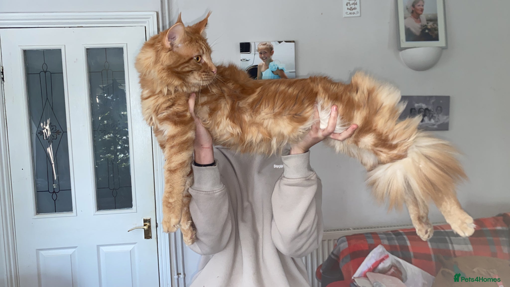 Maine Coon cats Maine Coon Kittens 2 males  - Advert 2