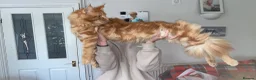 Maine Coon cats for sale: Maine Coon Kittens 2 males  - Advert 11