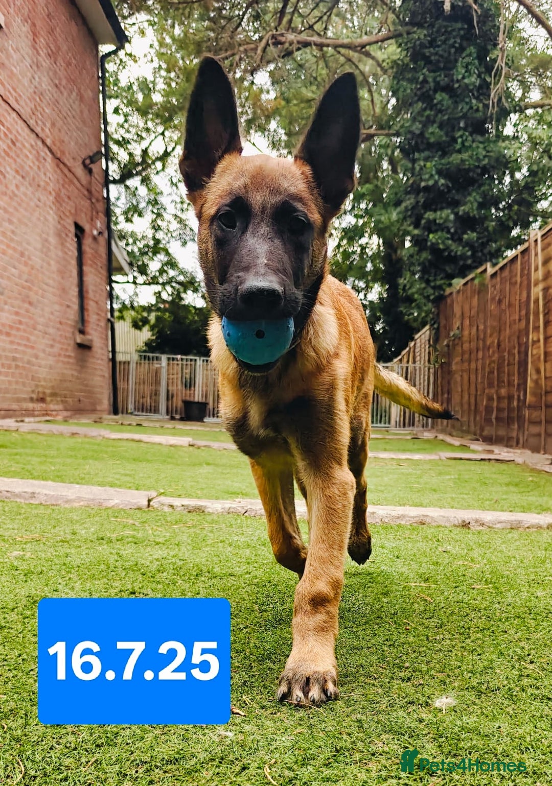Belgian Shepherd Dog dogs for sale: KC Reg Belgian Shepherd Malinois pups for sale in Newport - Image 9
