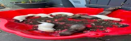 Ferret rodents for sale: Ferrets  - Advert 1