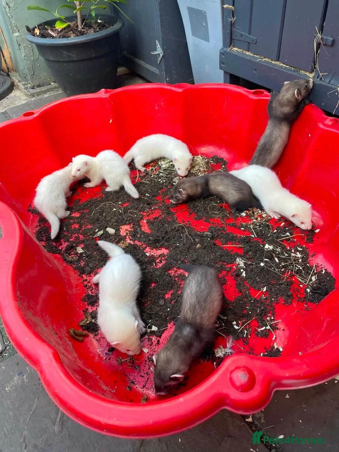 Ferret rodents for sale: Ferrets  - Advert 1