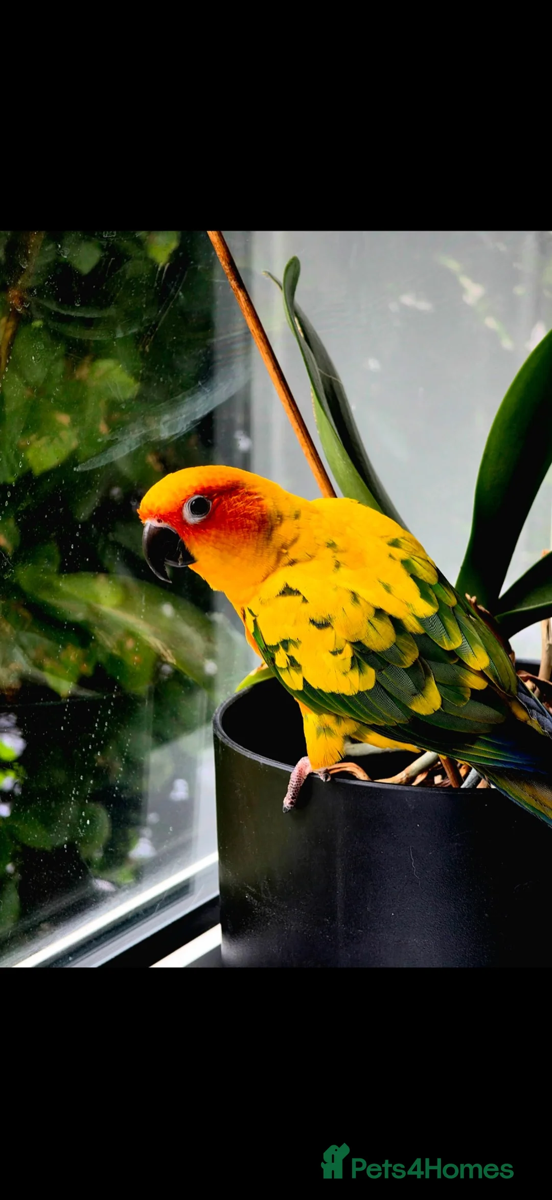Conures birds for sale: Sun conure for sale with cage  - Advert 1