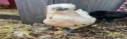 Chickens poultry for sale: 3 cocks silkie & australorp bantam  in Rugby - Advert 6