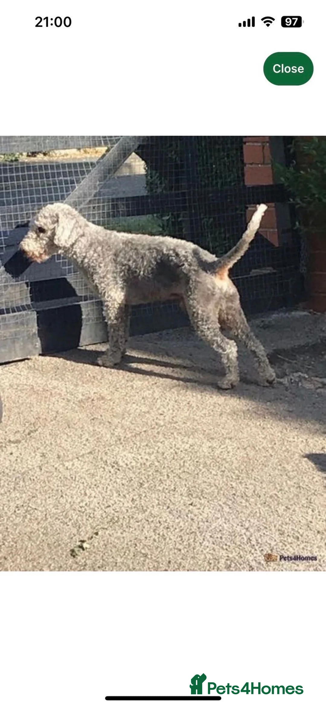 Bedlington Terrier dogs for sale: Bedlington terrier puppy CT Clear - Advert 11
