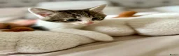 Mixed Breed cats for sale: Kittens looking for new home in Mansfield - Advert 5