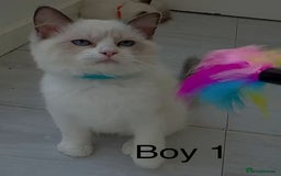 Ragdoll cats for sale: Ragdoll kittens for sale - Image 2
