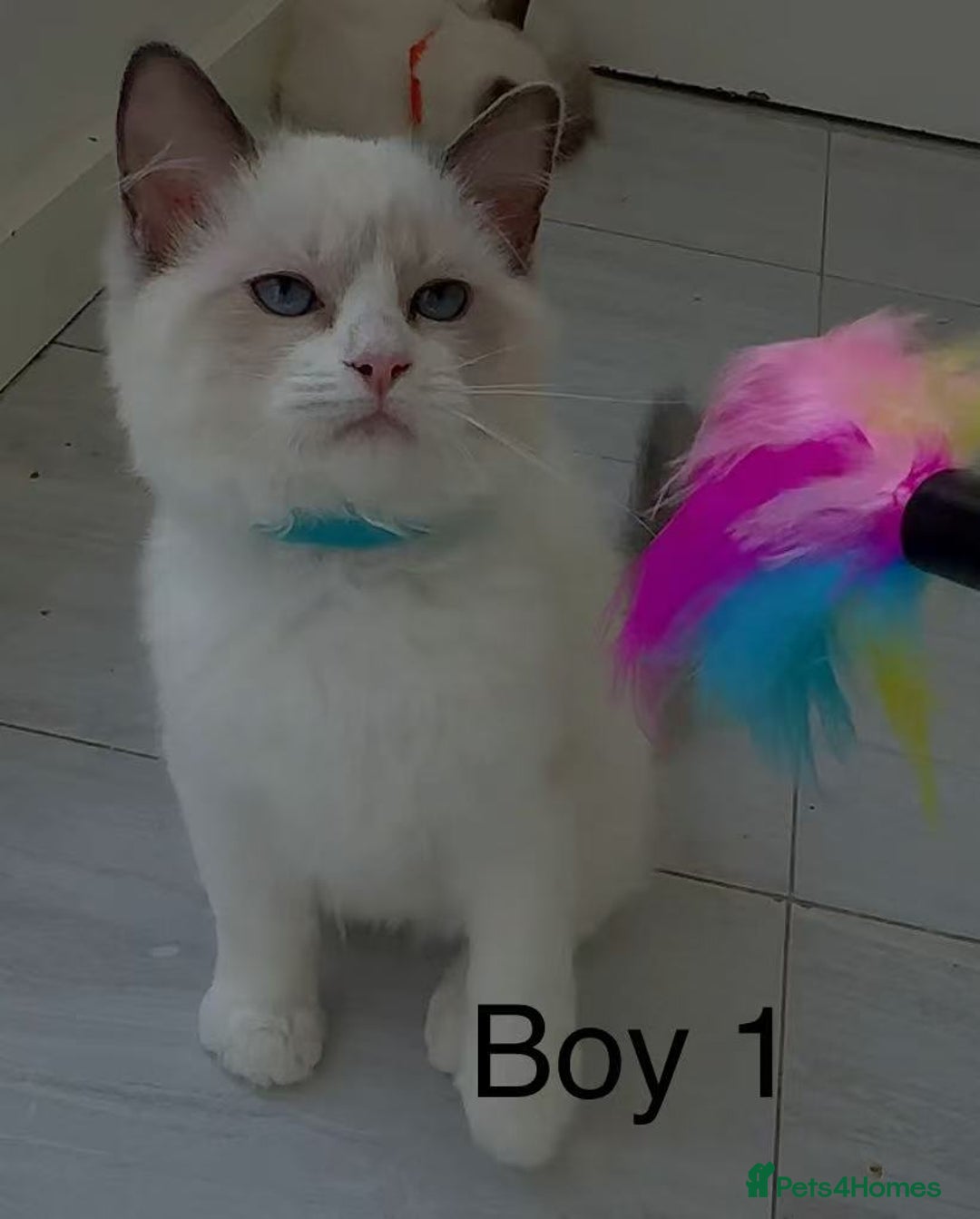 Ragdoll cats for sale: Ragdoll kittens for sale - Image 2