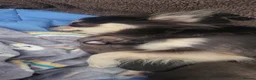 Chihuahua dogs for sale: Longhaired Blue Chihuahua pups - Advert 5