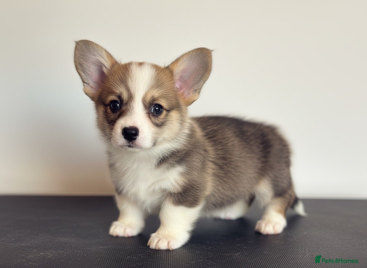 Welsh Corgi Pembroke dogs Show quality Pembrokeshire corgi - Advert 1