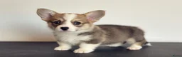 Welsh Corgi Pembroke dogs for sale: Show quality Pembrokeshire corgi READY NOW!!! - Advert 13