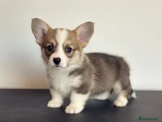 Welsh Corgi Pembroke dogs Show quality Pembrokeshire corgi - Advert 1