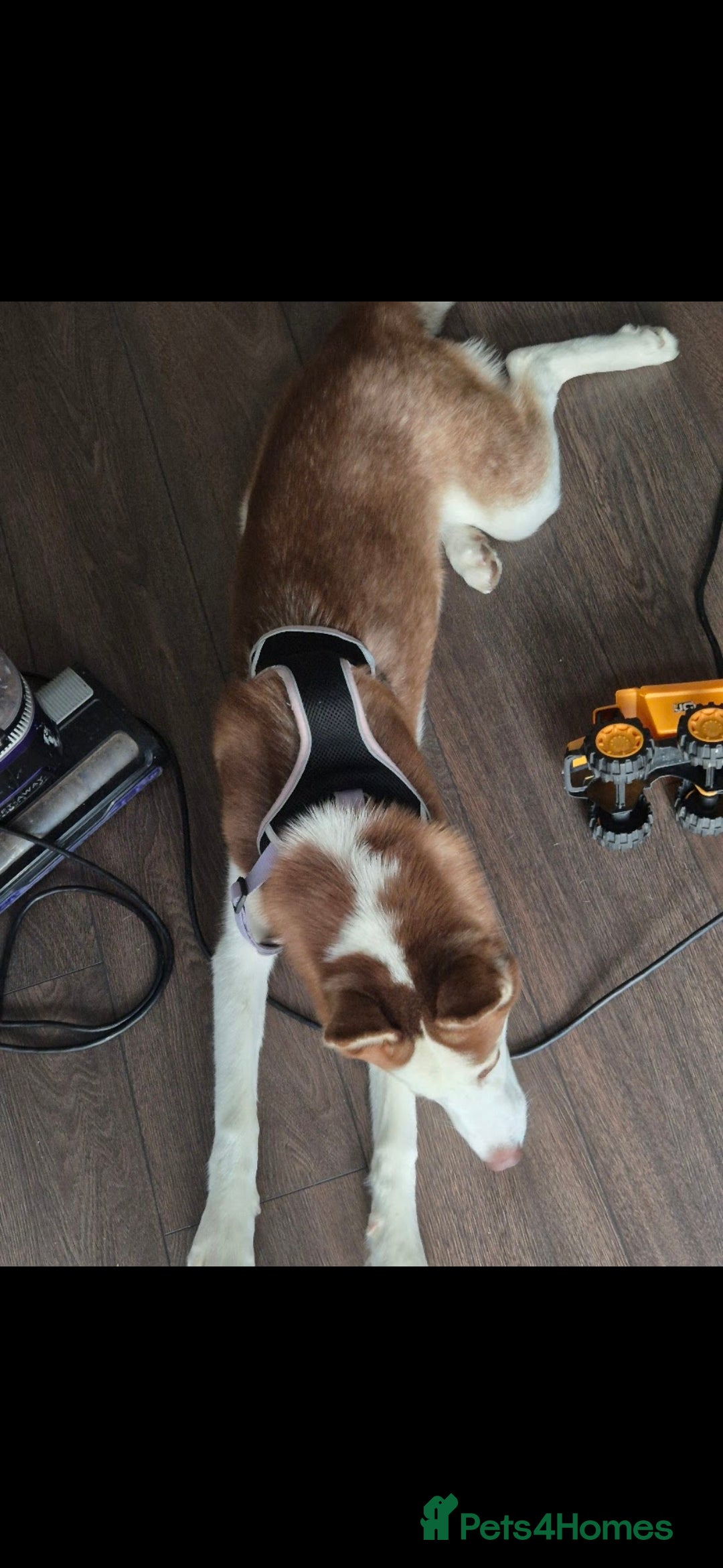 Siberian Husky dogs for sale: 10 month old husky  - Advert 3