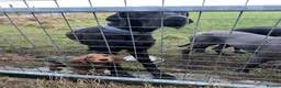 Cocker Spaniel dogs for sale: Cocker spaniel - Advert 22