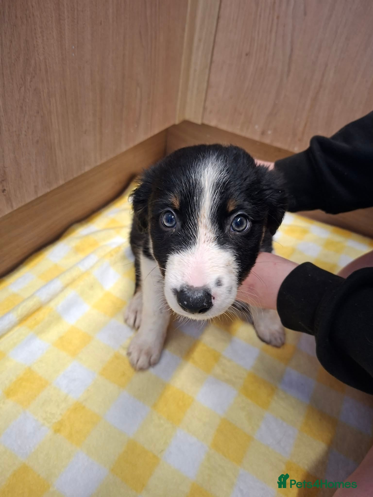 Border Collie dogs for sale: 4 male Border Collies for sale  - Advert 4