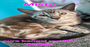 Bengal cats - Advert 10