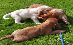 Cocker Spaniel dogs for sale: Cocker spaniel puppies  - Image 9