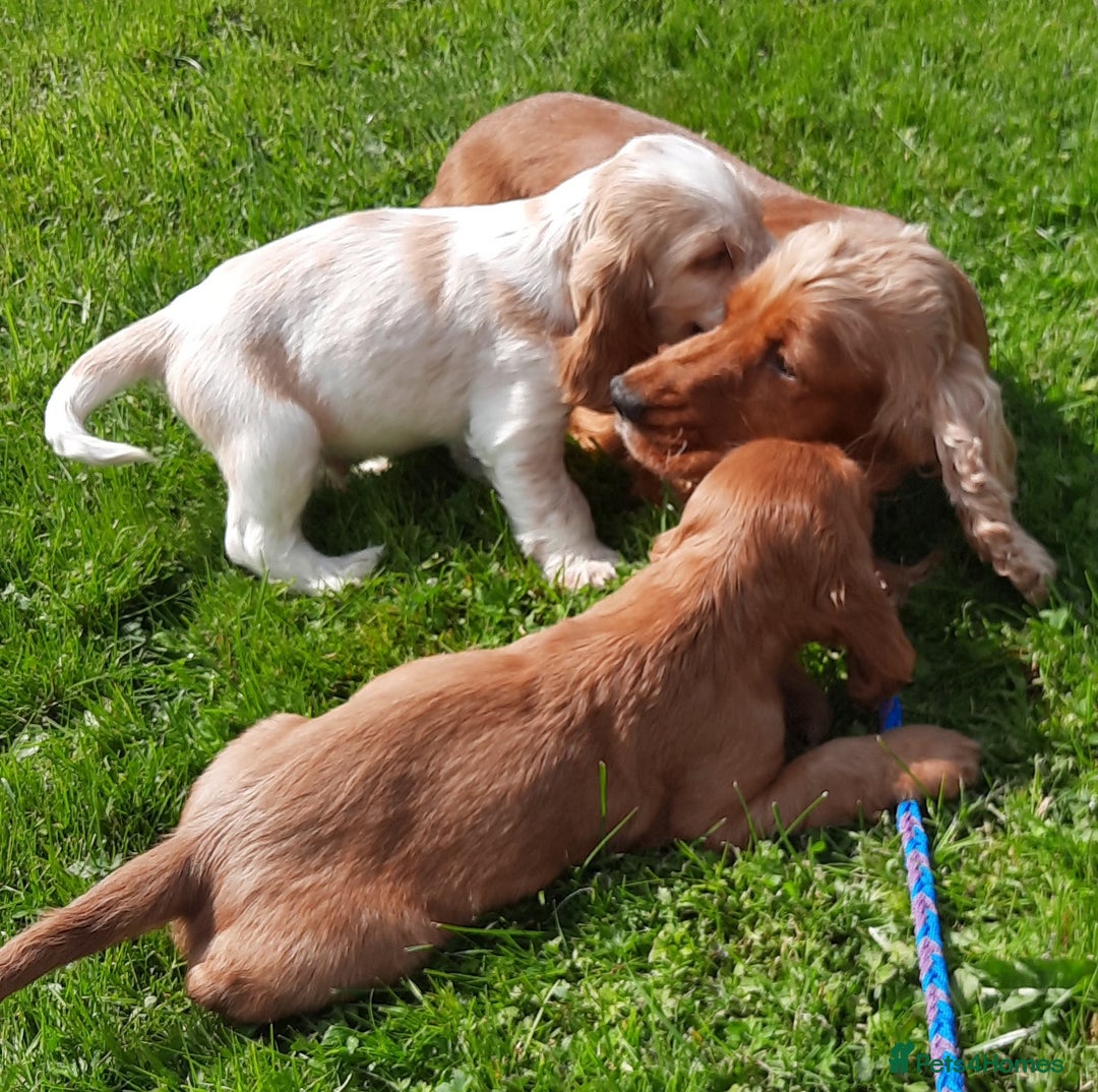 Cocker Spaniel dogs for sale: Cocker spaniel puppies  - Image 9