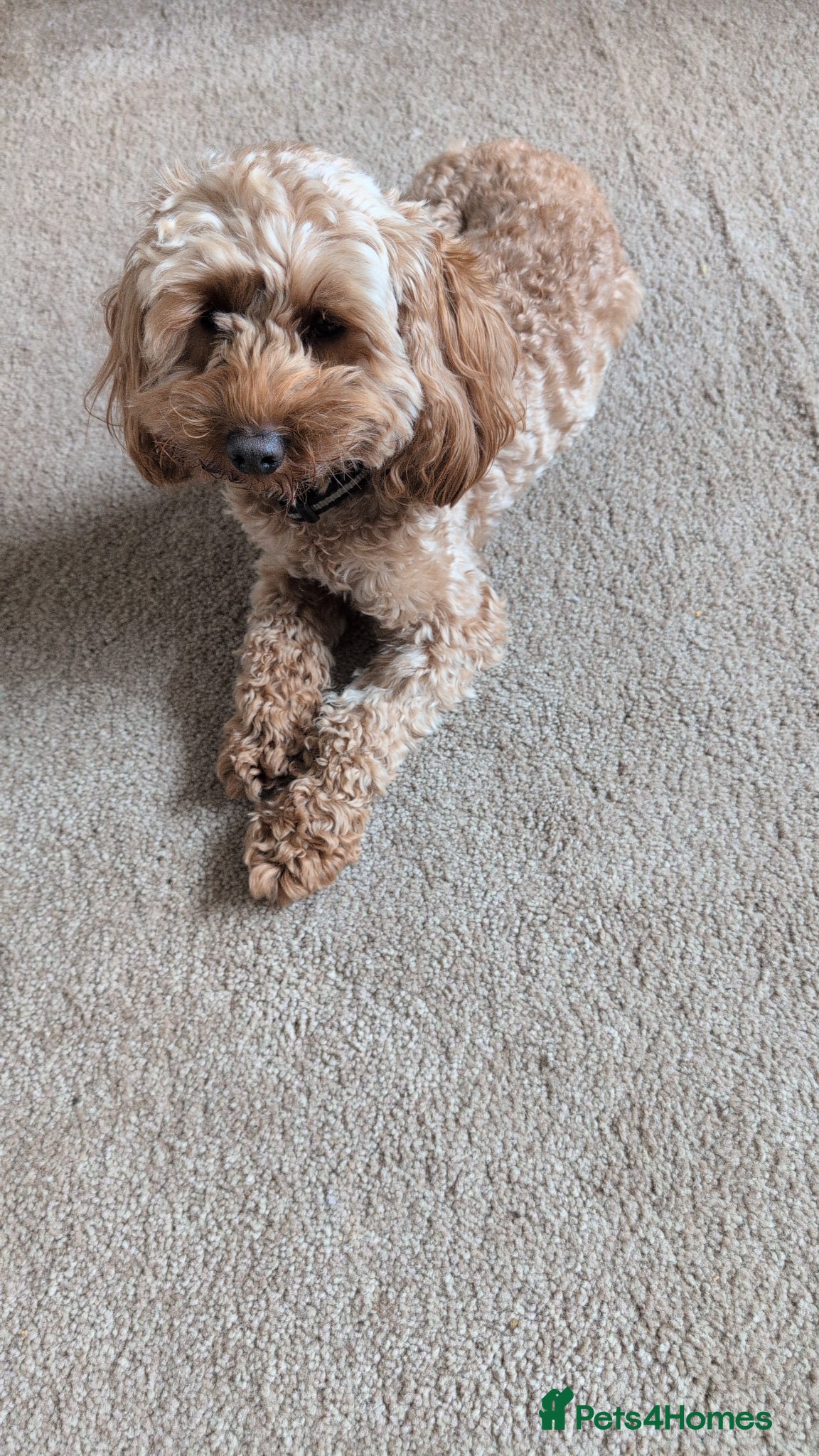 Cockapoo dogs cockerpoo for sale last boy heavily reduced  - Advert 1