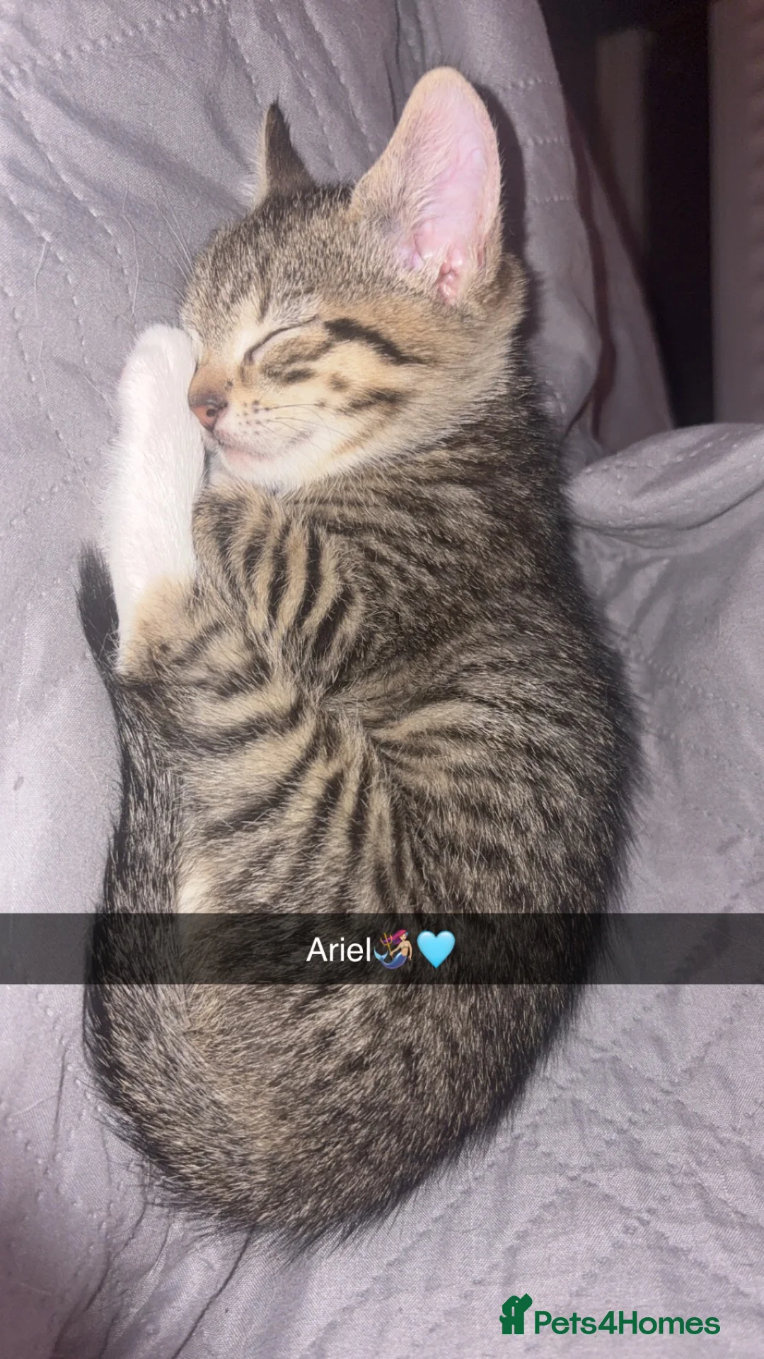 Domestic Shorthair cats for sale: 2 beautiful little tabby girls - Advert 2