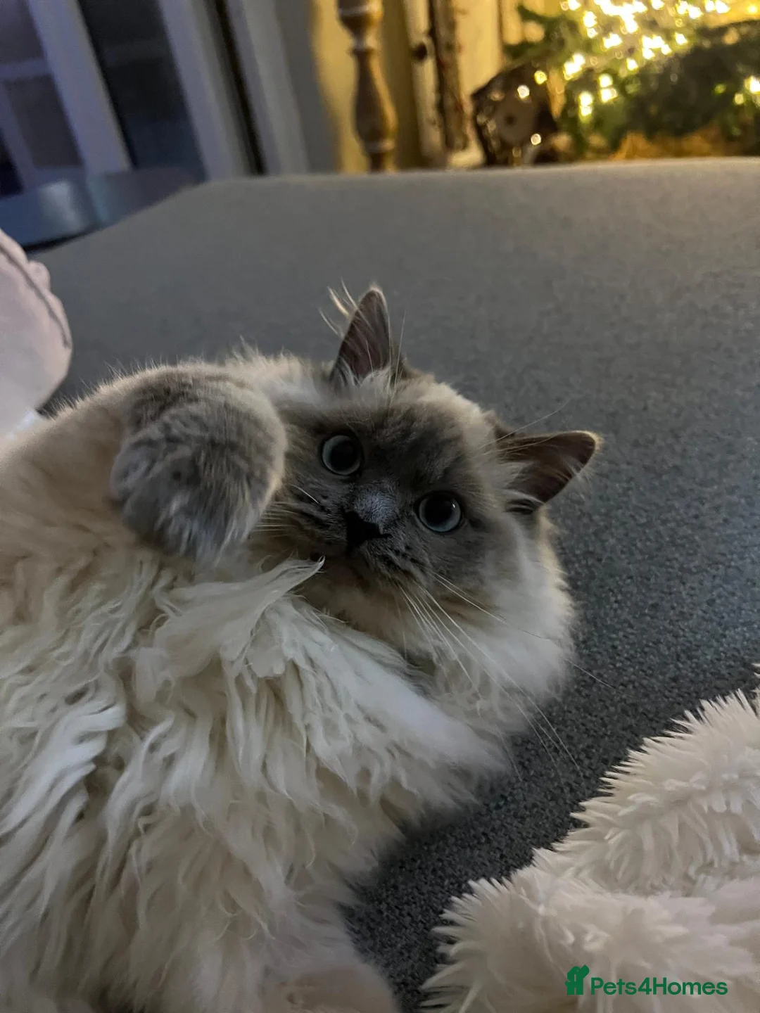Ragdoll cats for sale: 💙 Beautiful Pure Ragdoll Kittens 💙 in Romford - Advert 14