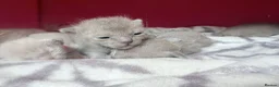 Burmese cats for sale: GCCF registered - Home Raised Burmese Kittens - Advert 4