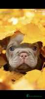 French Bulldog dogs - Advert 4