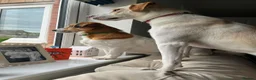 Mixed Breed dogs for adoption: 🧡🐾 LALA – A SENSITIVE GIRL FOR A LOVING HOME🐾🧡 in Nottingham - Advert 1