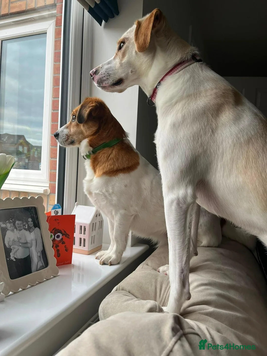Mixed Breed dogs for adoption: 🧡🐾 LALA – A SENSITIVE GIRL FOR A LOVING HOME🐾🧡 in Nottingham - Advert 1