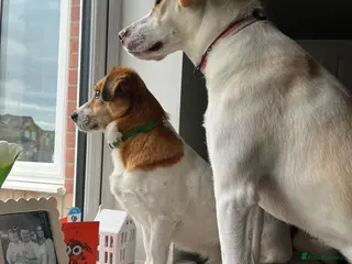 Mixed Breed dogs 🧡🐾 LALA – A SENSITIVE GIRL FOR A LOVING HOME🐾🧡 - Advert 1