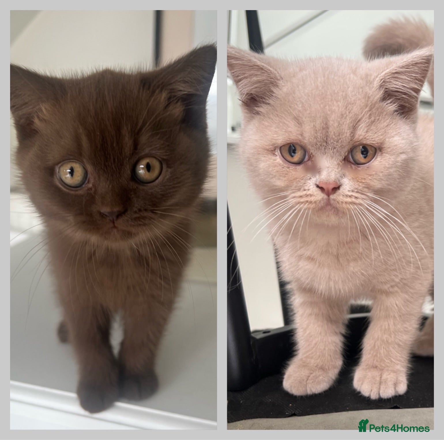 British Shorthair cats Chocolate and lilac British short hair kittens - Advert 1