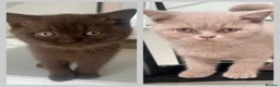 British Shorthair cats for sale: Chocolate and lilac British short hair kittens in Aylesford - Advert 1