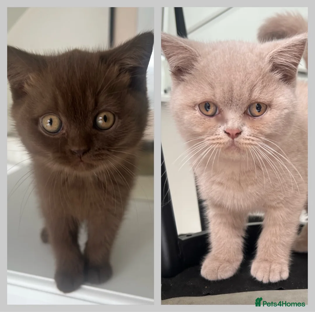 British Shorthair cats for sale: Chocolate and lilac British short hair kittens in Aylesford - Advert 1