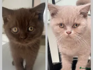 British Shorthair cats Chocolate and lilac British short hair kittens - Advert 1