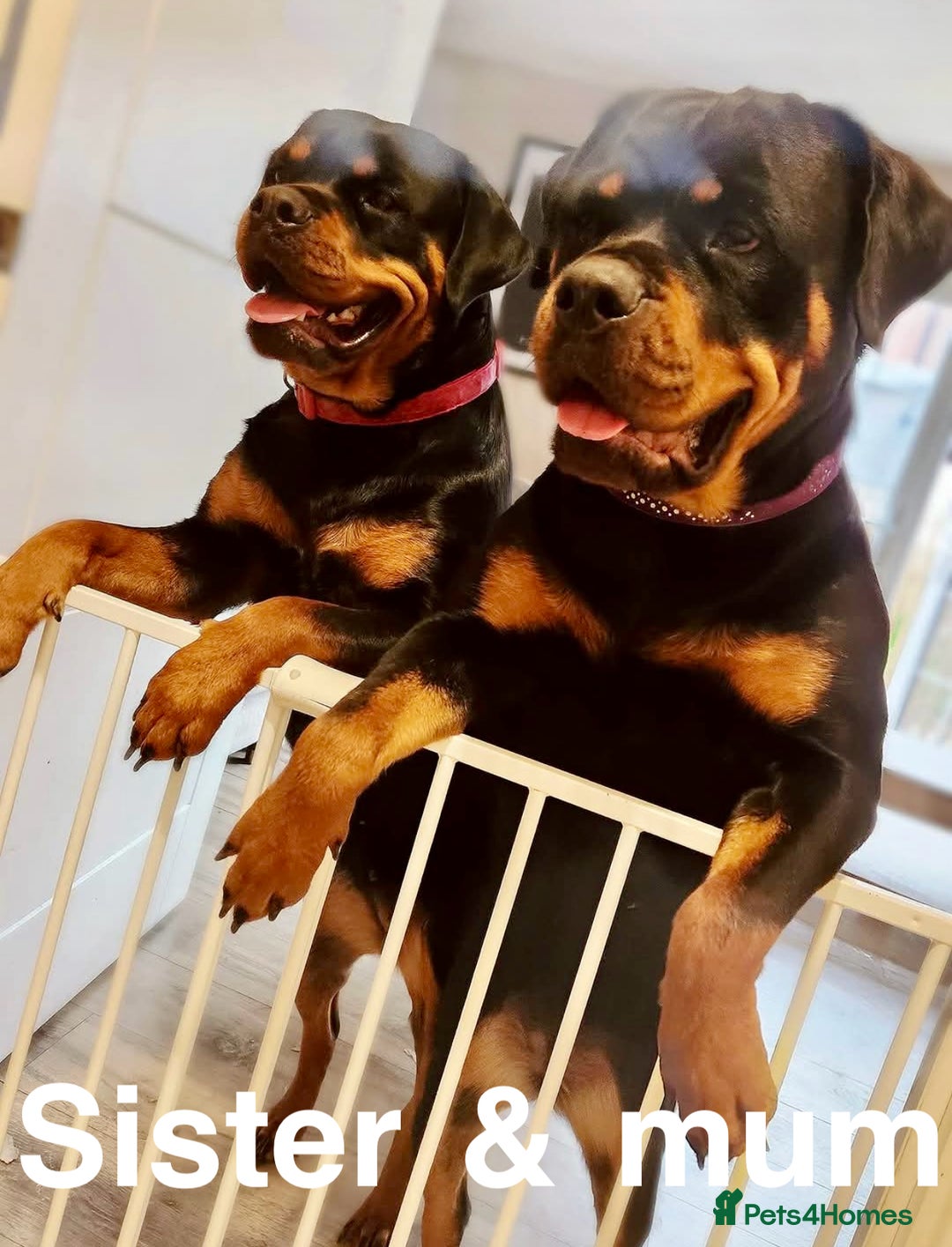 Rottweiler dogs for sale: 🏆(Kc)Champion bloodline Rottweiler puppies. - Image 17