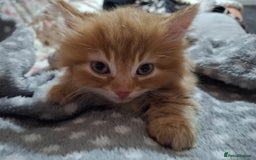 Maine Coon cats for sale: Absolutely Stunning Part Maine Coon Kittens - Advert 7