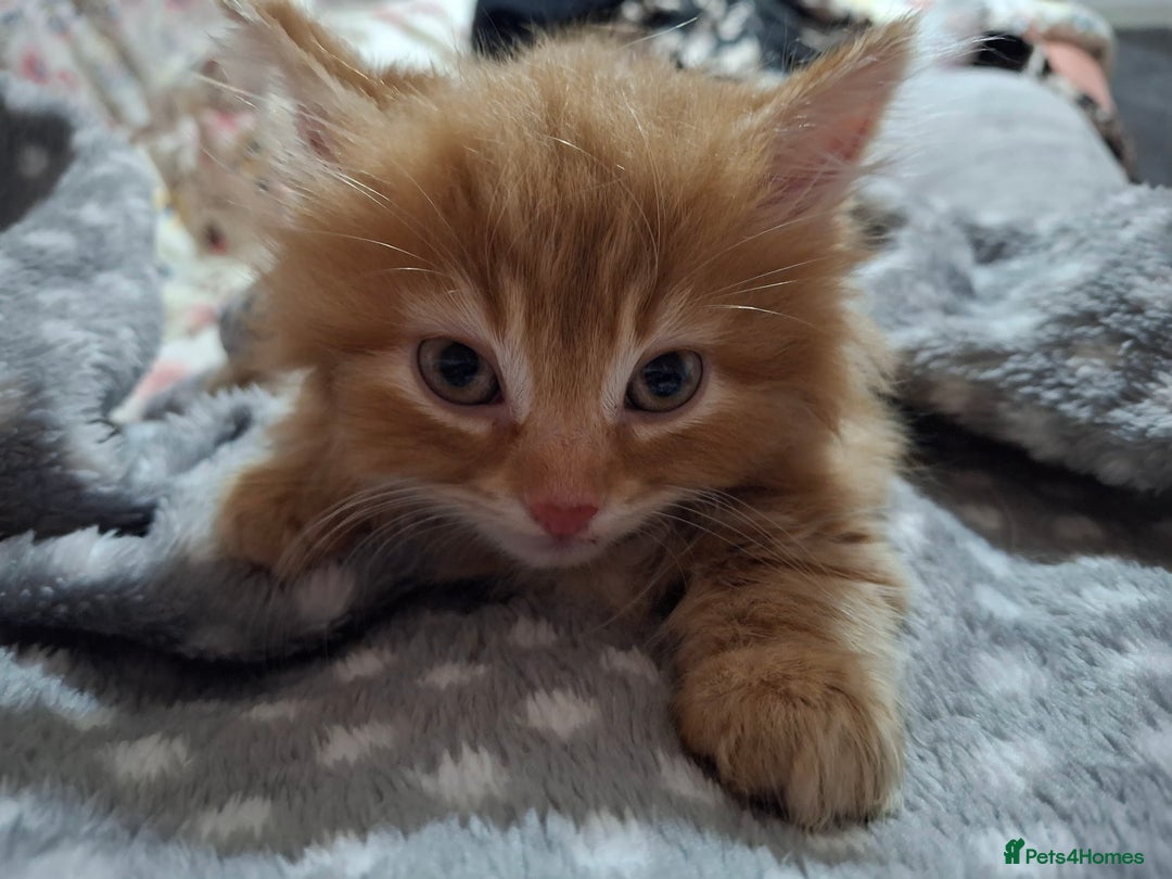 Maine Coon cats for sale: Absolutely Stunning Part Maine Coon Kittens - Advert 7