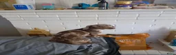 Miniature Dachshund dogs for sale: Miniature chocolate dac - Advert 1