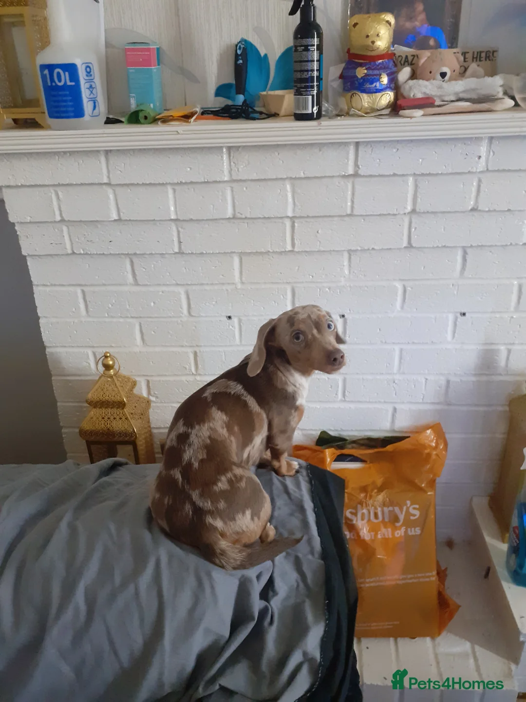 Miniature Dachshund dogs for sale: Miniature chocolate dac - Advert 1