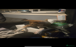 Huskita dogs for sale: Beautiful Female Huskita puppy - Image 3