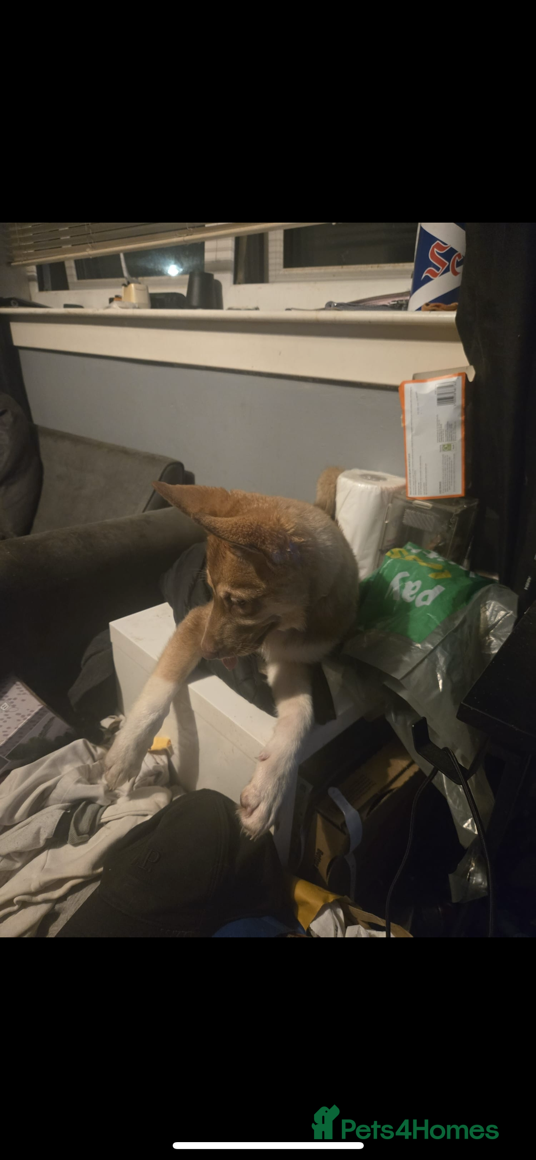 Huskita dogs for sale: Beautiful Female Huskita puppy - Image 3