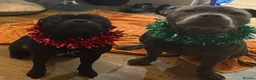 Staffordshire Bull Terrier dogs for stud: Son of the gurnos governor available for stud  - Advert 11
