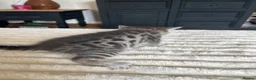 Bengal cats for sale: Bengal cross kittens in Frodsham - Advert 20