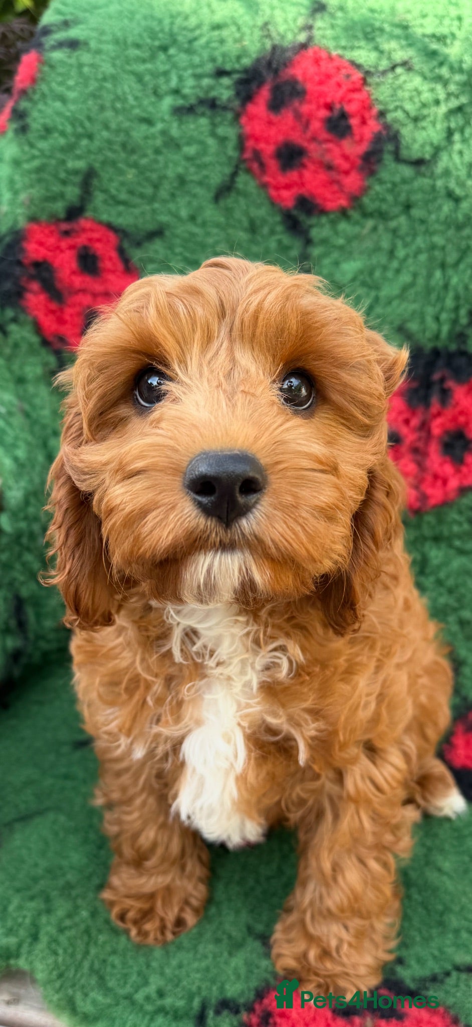 Cavapoo dogs Extensively Health Tested Red Cavapoos - Advert 1