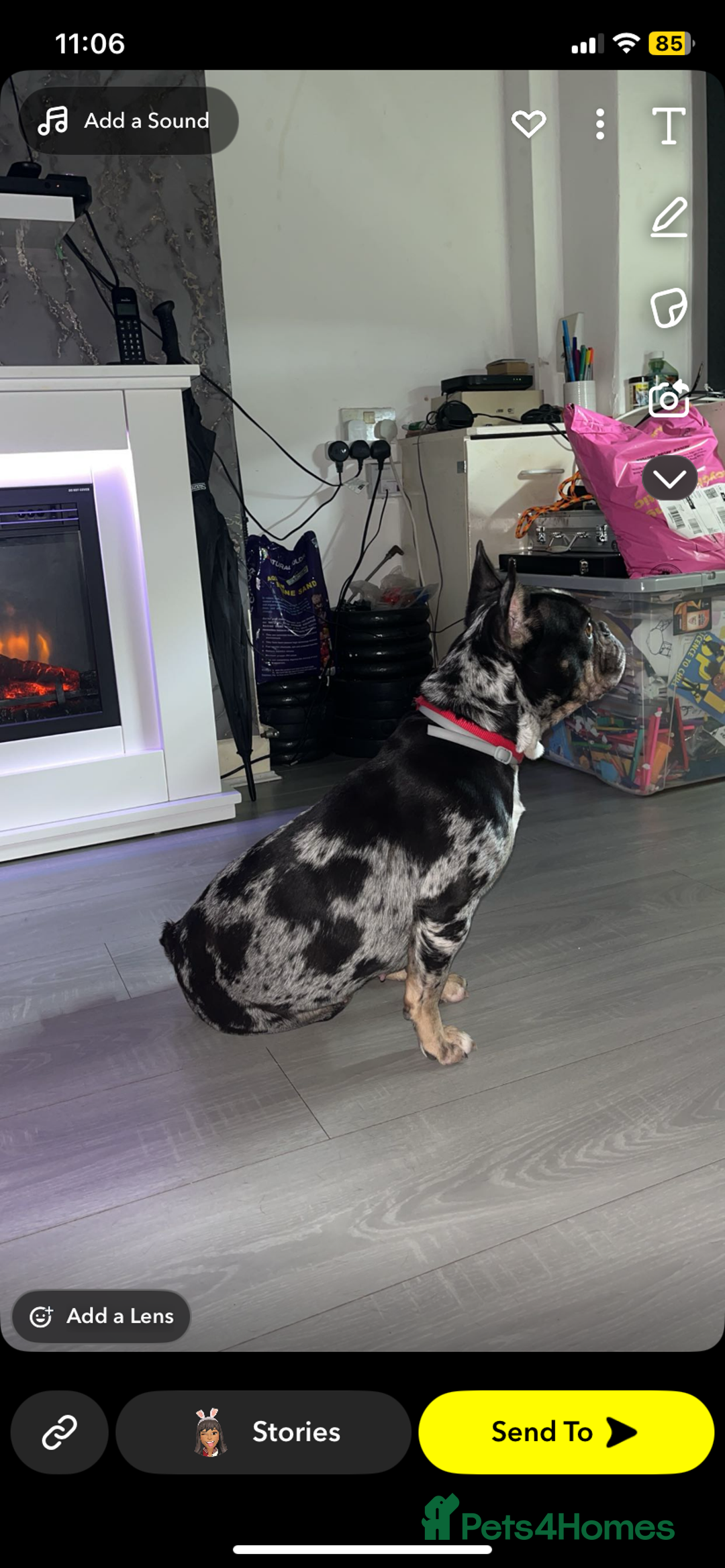 French Bulldog dogs for sale: Adult Female French bulldog for sale  - Advert 2