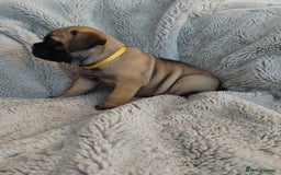Bullmastiff dogs for sale: K.c registered Bullmastiff puppies  - Image 12