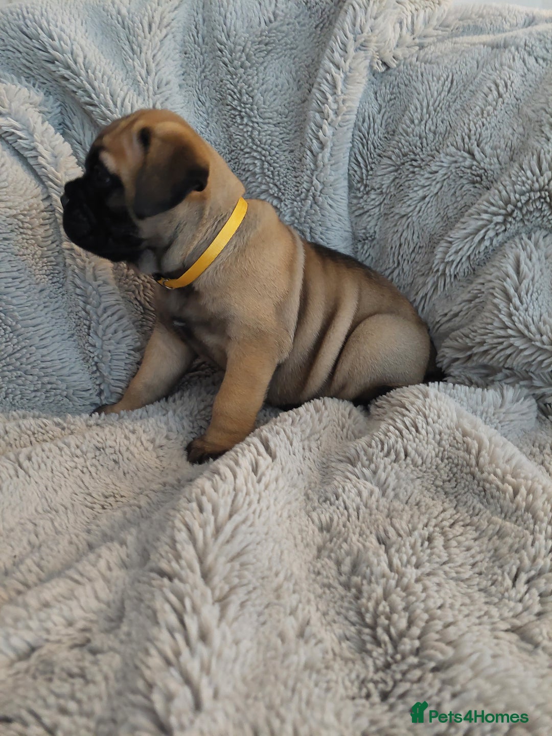 Bullmastiff dogs for sale: K.c registered Bullmastiff puppies  - Image 12
